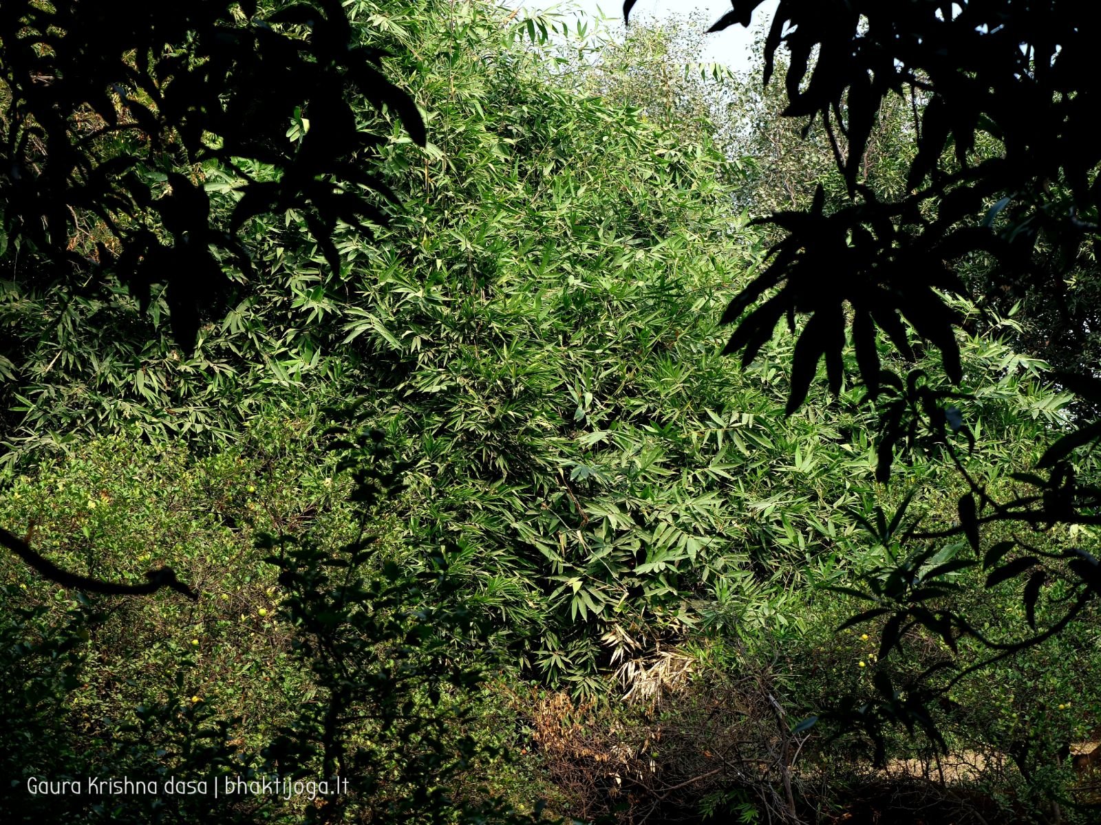  Varshana parikrama and preaching. 2019.12.10